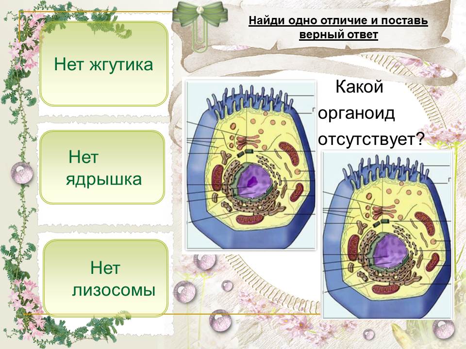 Растительная клетка название органоидов